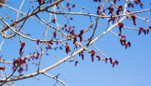 Preview wallpaper branches, buds, spring, sky, macro