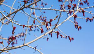 Preview wallpaper branches, buds, spring, sky, macro