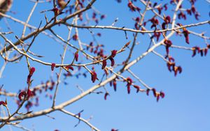 Preview wallpaper branches, buds, spring, sky, macro