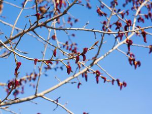 Preview wallpaper branches, buds, spring, sky, macro
