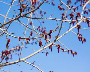 Preview wallpaper branches, buds, spring, sky, macro