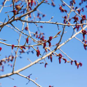 Preview wallpaper branches, buds, spring, sky, macro