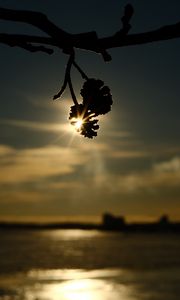 Preview wallpaper branches, bumps, light, sunset, macro, dark