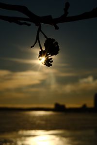 Preview wallpaper branches, bumps, light, sunset, macro, dark