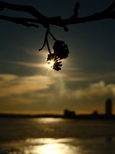 Preview wallpaper branches, bumps, light, sunset, macro, dark