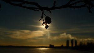 Preview wallpaper branches, bumps, light, sunset, macro, dark