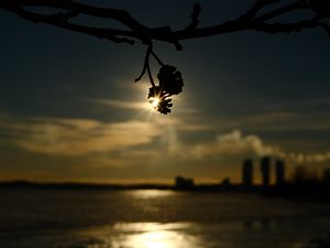 Preview wallpaper branches, bumps, light, sunset, macro, dark