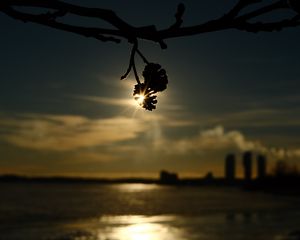 Preview wallpaper branches, bumps, light, sunset, macro, dark