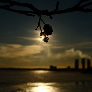 Preview wallpaper branches, bumps, light, sunset, macro, dark