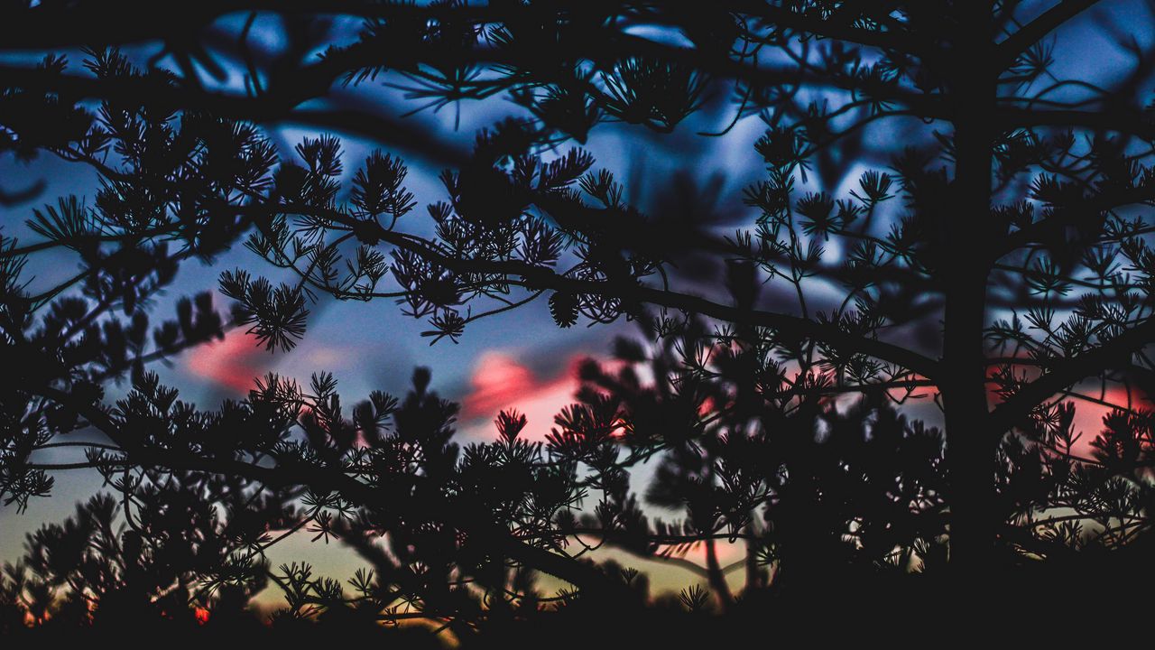 Wallpaper branches, bushes, blur, sunset, dark