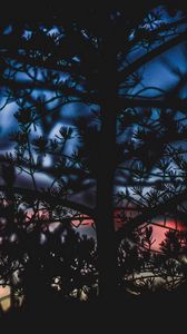 Preview wallpaper branches, bushes, blur, sunset, dark