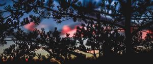 Preview wallpaper branches, bushes, blur, sunset, dark