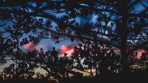 Preview wallpaper branches, bushes, blur, sunset, dark