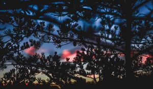 Preview wallpaper branches, bushes, blur, sunset, dark