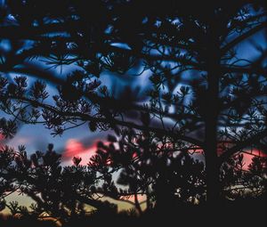 Preview wallpaper branches, bushes, blur, sunset, dark