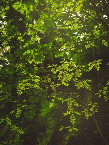 Preview wallpaper branches, bushes, leaves, forest, rays