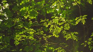 Preview wallpaper branches, bushes, leaves, forest, rays