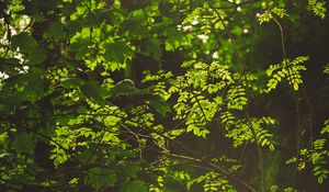 Preview wallpaper branches, bushes, leaves, forest, rays