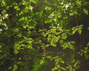 Preview wallpaper branches, bushes, leaves, forest, rays