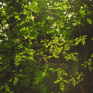 Preview wallpaper branches, bushes, leaves, forest, rays