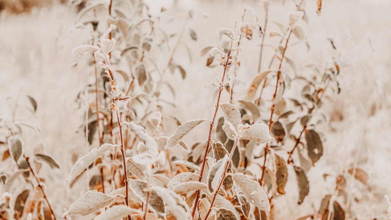 Wallpaper branches, bushes, plants, nature