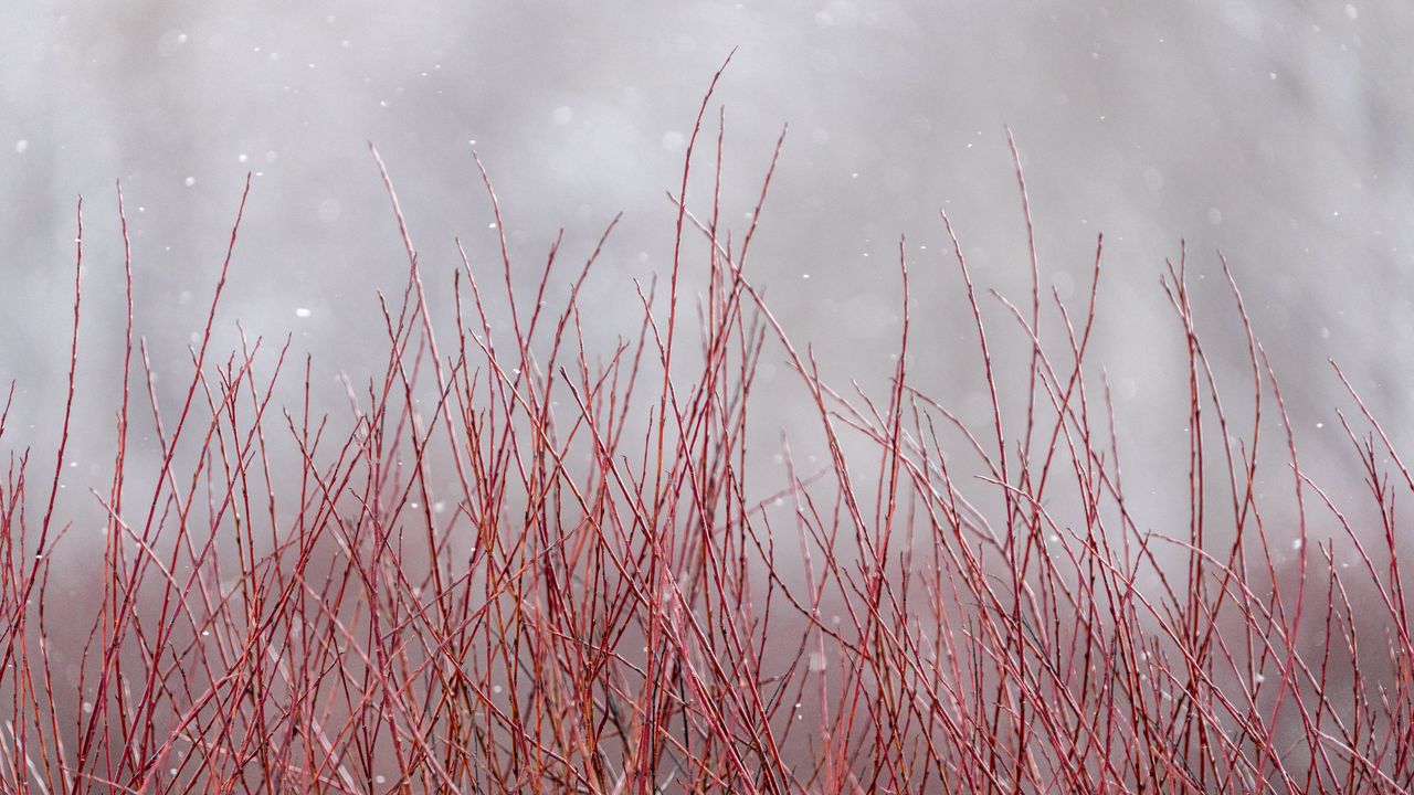 Wallpaper branches, bushes, snow, winter, macro