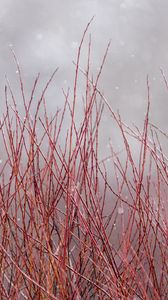 Preview wallpaper branches, bushes, snow, winter, macro