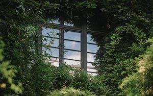 Preview wallpaper branches, bushes, window, nature