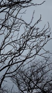 Preview wallpaper branches, bw, bottom view, sky, gray