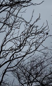 Preview wallpaper branches, bw, bottom view, sky, gray