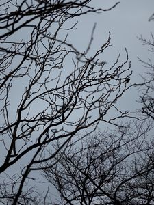 Preview wallpaper branches, bw, bottom view, sky, gray