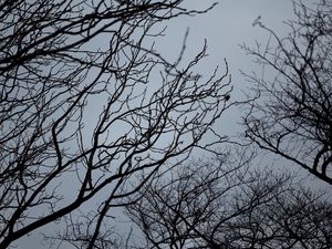 Preview wallpaper branches, bw, bottom view, sky, gray