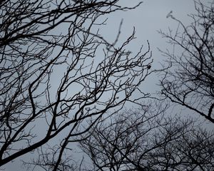 Preview wallpaper branches, bw, bottom view, sky, gray