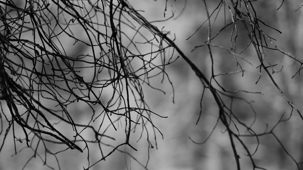 Wallpaper branches, bw, nature