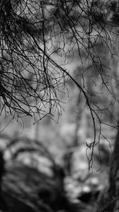 Preview wallpaper branches, bw, nature