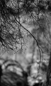Preview wallpaper branches, bw, nature