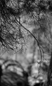 Preview wallpaper branches, bw, nature