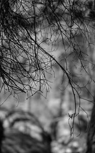 Preview wallpaper branches, bw, nature