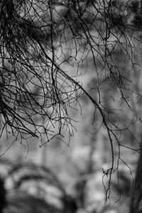 Preview wallpaper branches, bw, nature