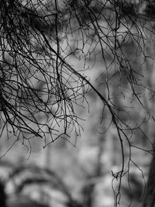 Preview wallpaper branches, bw, nature