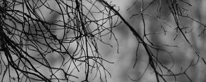 Preview wallpaper branches, bw, nature