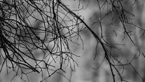 Preview wallpaper branches, bw, nature