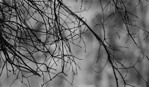 Preview wallpaper branches, bw, nature
