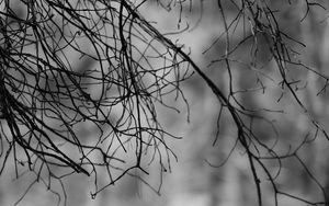 Preview wallpaper branches, bw, nature