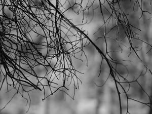 Preview wallpaper branches, bw, nature