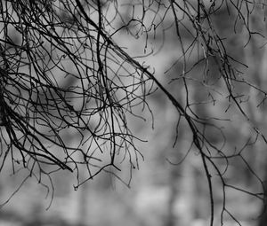 Preview wallpaper branches, bw, nature