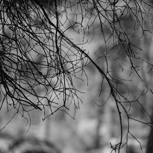 Preview wallpaper branches, bw, nature