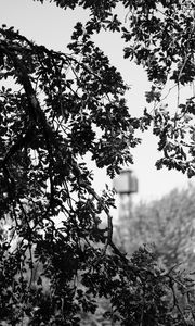 Preview wallpaper branches, bw, nature, tree