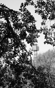 Preview wallpaper branches, bw, nature, tree