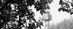 Preview wallpaper branches, bw, nature, tree